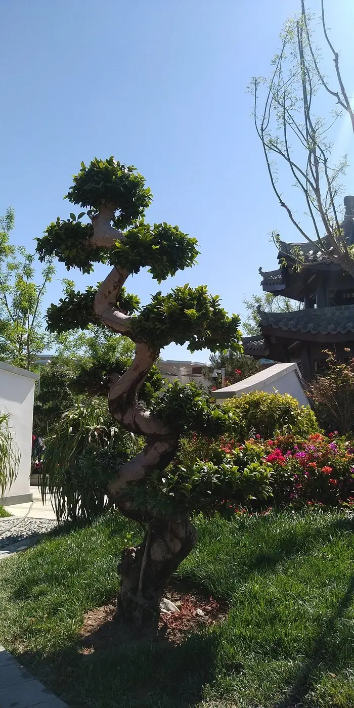 Bonsai in a Beijing garden – a symbol of patient care