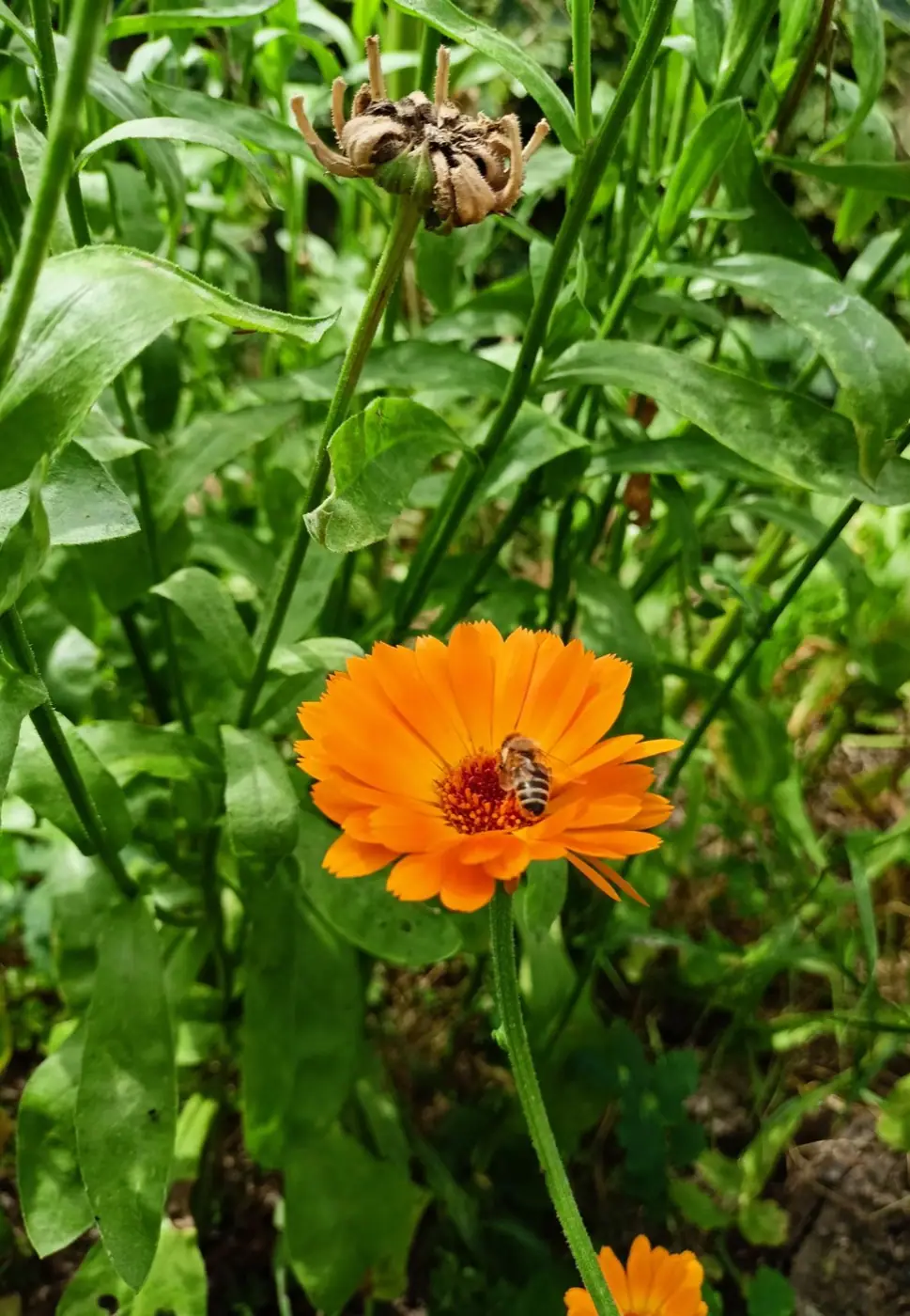 A flowering pot marigold (calendula) with a bee